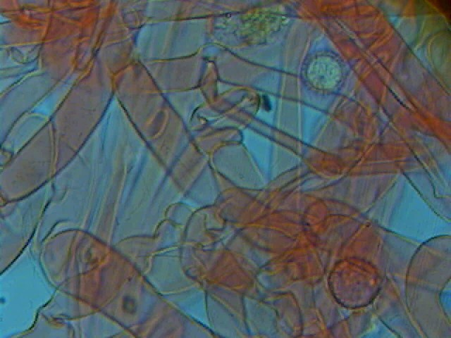 Due Laccarie (Laccaria affinis e L. macrocystidiata)
